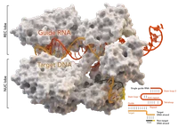 Cas9_5AXW.png