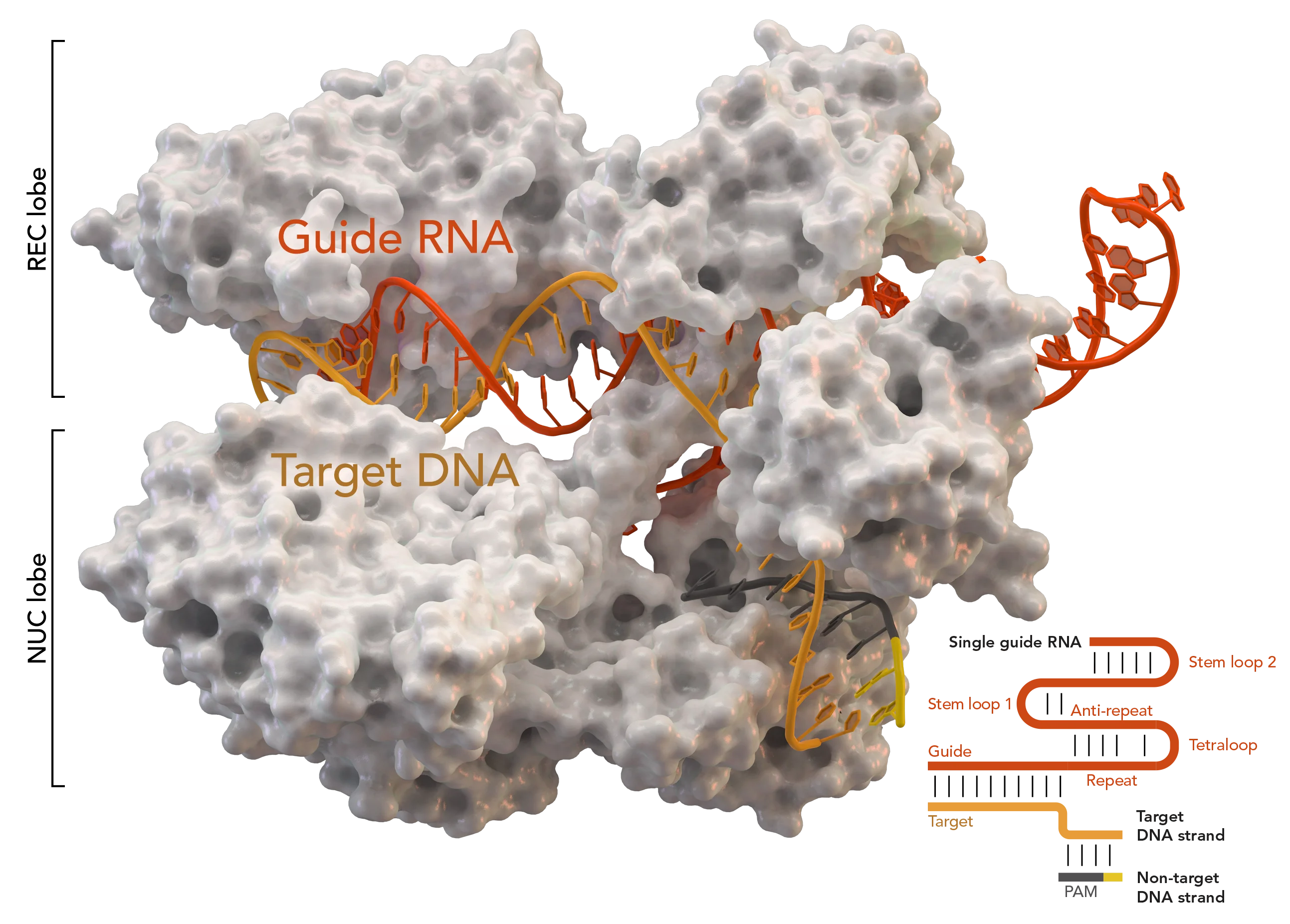 Cas9_5AXW.png