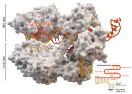 Cas9_5AXW.png