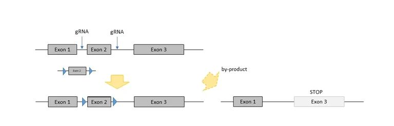 conditional KO 3.png