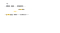 Knockin GFP 4_Stephan Sonntag.png