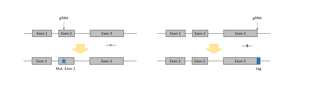 Point mut 5.png