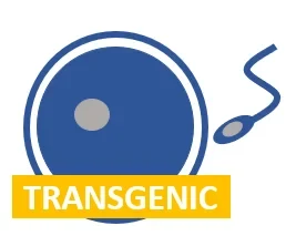 Transgenic2.png