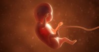 Foetus